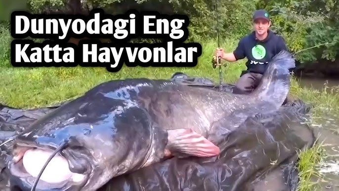 Mashinadagi oral seks porno rasmlar