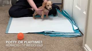 Potty or Playtime?