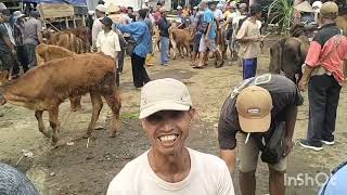 Download Lagu Update harga dere dan pedetan sapi abangan pasar sapi jelok boyolali MP3