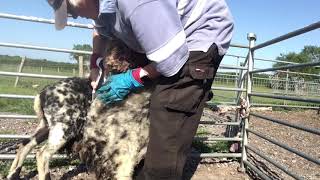 Hand shearing a Shetland sheep standing up