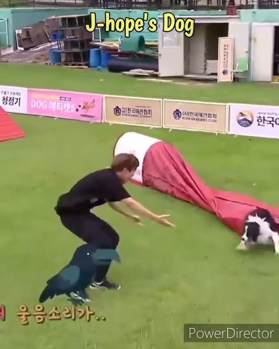 Other 🤣🤣 members dog Vs taehyung's dog ll #bts #taehyung