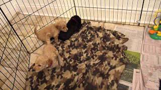 Standard Poodle Puppies Playing