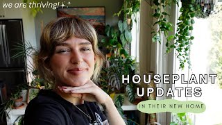 how the plants are doing after the move, new pots, + beneficial mites | home updates (July 2023)