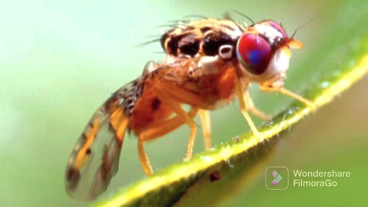 Ceratitis capitata🪰