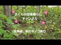 北海道、秋のキノコ採り【ハナイグチ、シロヌメリイグチ】