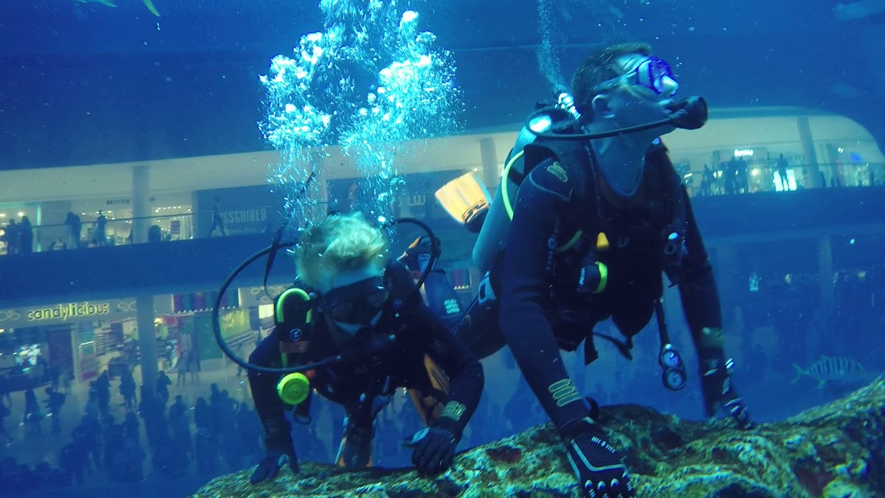 Diving in Dubai Mall Shark Tank YouTube