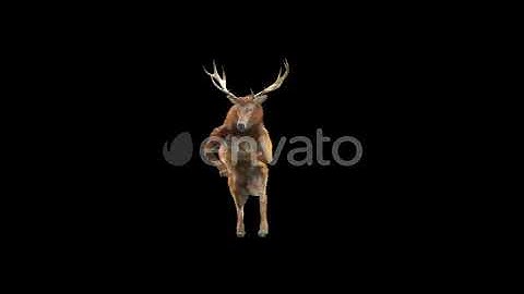 Deer Dancing 4K | Motion Graphics - Envato elements