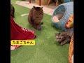たまごちゃん　大変な事になった（涙）　悲しいのも苦しいのも私じゃない！たまごちゃんが1番辛いんだから、泣くな！しっかりしろ！　#moca #保護猫 #mocaタマゴ