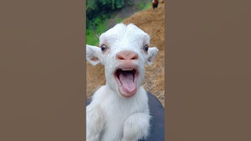 Goat Sound#viral #youtubeshorts #shorts #sound