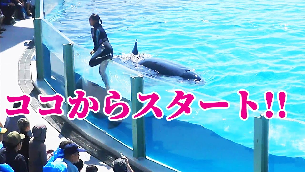 アクリル越えてシャチパフォーマンス開始!! 鴨川シーワールド シャチショー KamogawaSeaWorld  orca killerwhale