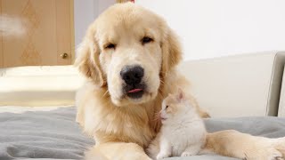 Kitten Believes He is a Golden Retriever Puppy Baby