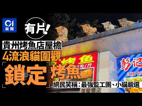 【01秒看新聞】貴州流浪貓屋檐上圍觀鎖定烤魚 網民笑言成最強監工團｜01新聞｜流浪貓｜內地｜烤魚｜抖音｜貴州