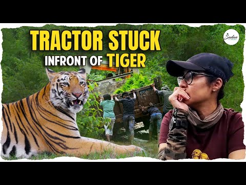 Tractor Stuck In Front Of Tiger || Wildlife #4KVlog || Sadaa Wild Stories