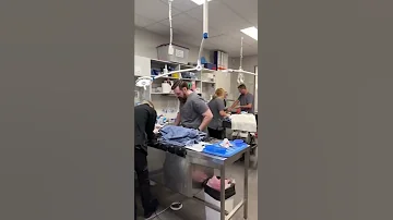 A Day In The Life Of A Veterinarian Gastropexy Greatdane 