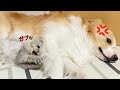 我慢の限界の犬が子猫にしたイジワルとは?【ボーダーコリー】#shorts