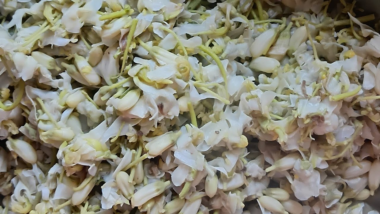 Aj Sajina ke phool banaya ll rajoshri hojai