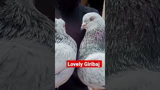 Gigibaj Lovely ♥ ♥ ♥ || pigeonstatus shortsstatus youtubeshorts statusvideo ytshorts kabootar