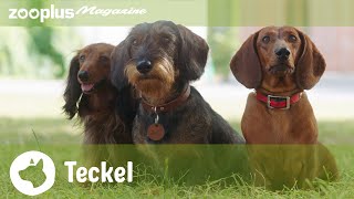 Portrait du Teckel : tout ce que vous devez savoir sur ce célèbre chien | Magazine zooplus