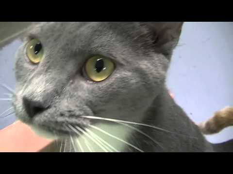 puppy paradise Furkids - Dooley 141248