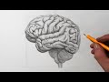 How to Draw a Brain | Pencil Drawing