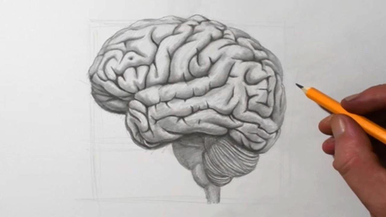 how to draw a brain cartoon | Brain drawing, Drawings, Brain lobes