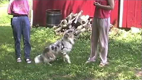 Counter Conditioning Your Fearful Dog