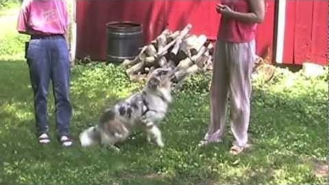 Counter Conditioning Your Fearful Dog