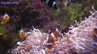 Sesión ASMR | Binaural | Peces | OscarCrush