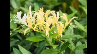 Honeysuckle jelly and how its made