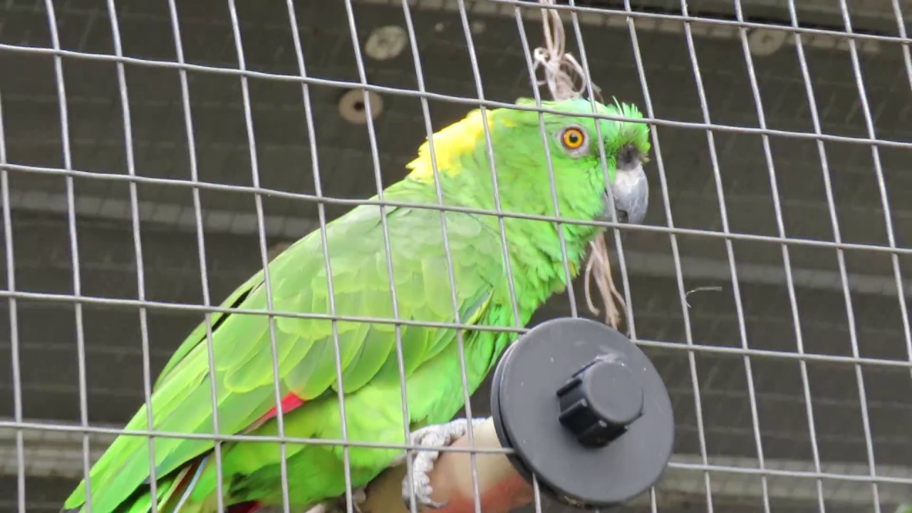 Big Stretch by Blue Front, Lilac Crowned Chimes In, Yellow Naped