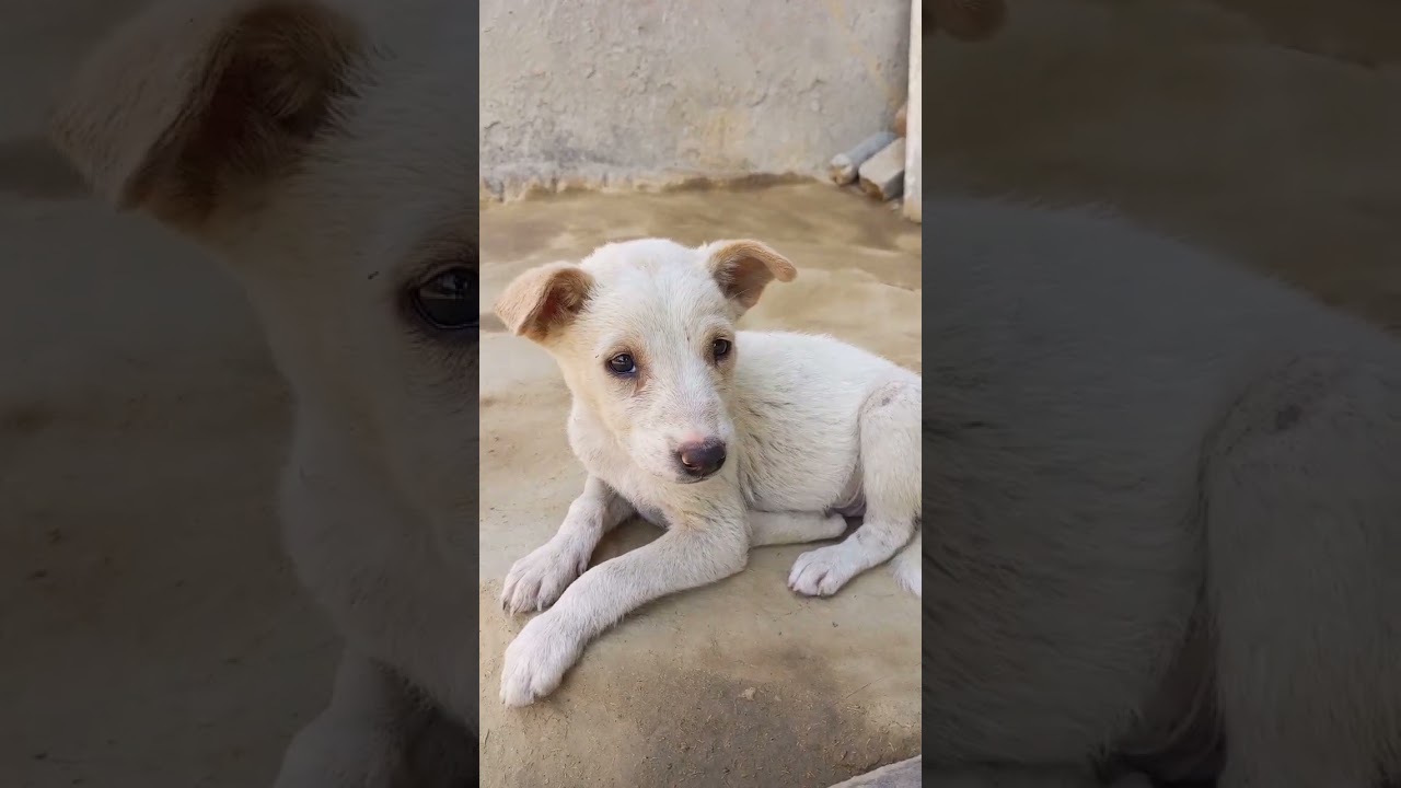 RIP | street dog |  emotional video | 