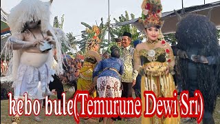 PENAMPILAN SPEKTAKULER KEBO BULE-MERAMAIKAN DESA CLURING-JARANAN AGUNG WILIS BY BINTANG SEMBILAN PRO