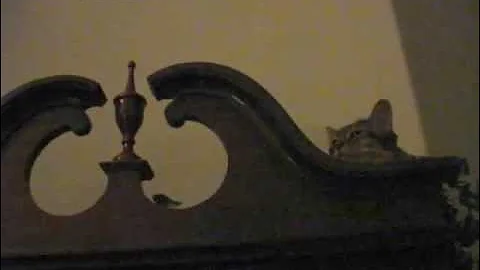 Video 11045021: feather, somali cat