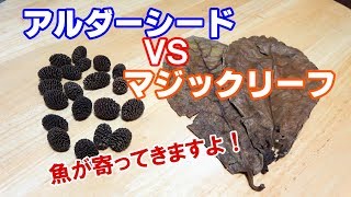 ベタ水槽ブラックウォーター！あなたはどっち派？【プチaquarium#6】