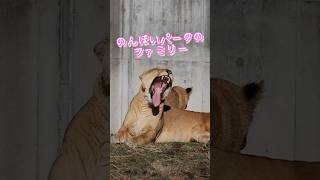 のんほいパークのライオン【三つ子】 #のんほいパーク #ベガ #旭山動物園 #桐生が岡動物園 #安佐動物園 #lion