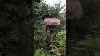 綠世界20190202- 6孔雀開屏