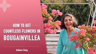 How To Get Countless Flowers in Bougainvillea | बोगनविला में बेशुमार फूल कैसे पाएं?