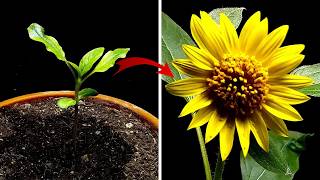 Growing SUNFLOWER from Seed to Plant | TIME LAPSE