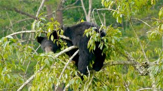 Cades Cove: A Home for Bears, feature from A Place Called Cades Cove film by Smokies Life 9,585 views 3 years ago 2 minutes, 41 seconds