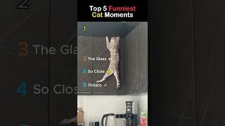 Funniest Cat Fails 😂😂 #cats #catfails #funny