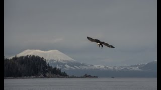 Wild Alaska: Herring Spawn Extravaganza Herald&#39;s Spring