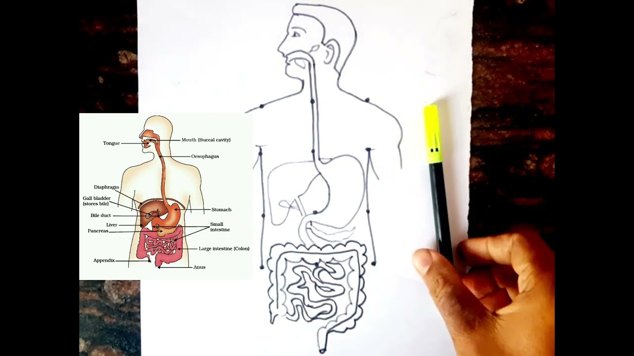 The Human Digestive System Peristalsis - 3D model by INTERVOKE (@intervoke)  [854775b]