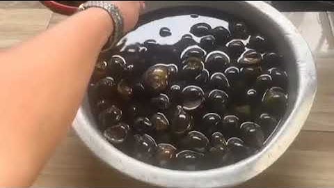 Bắt ốc bưu đen về nướng tiêu xanh và hấp sả