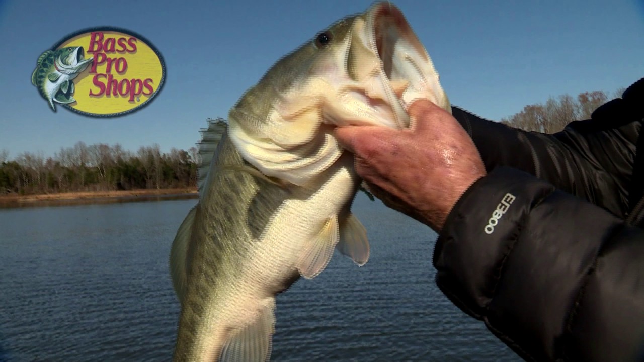 BASS PRO SHOPS BETWEEN THE SCALES - Mark Daniels Jr. 