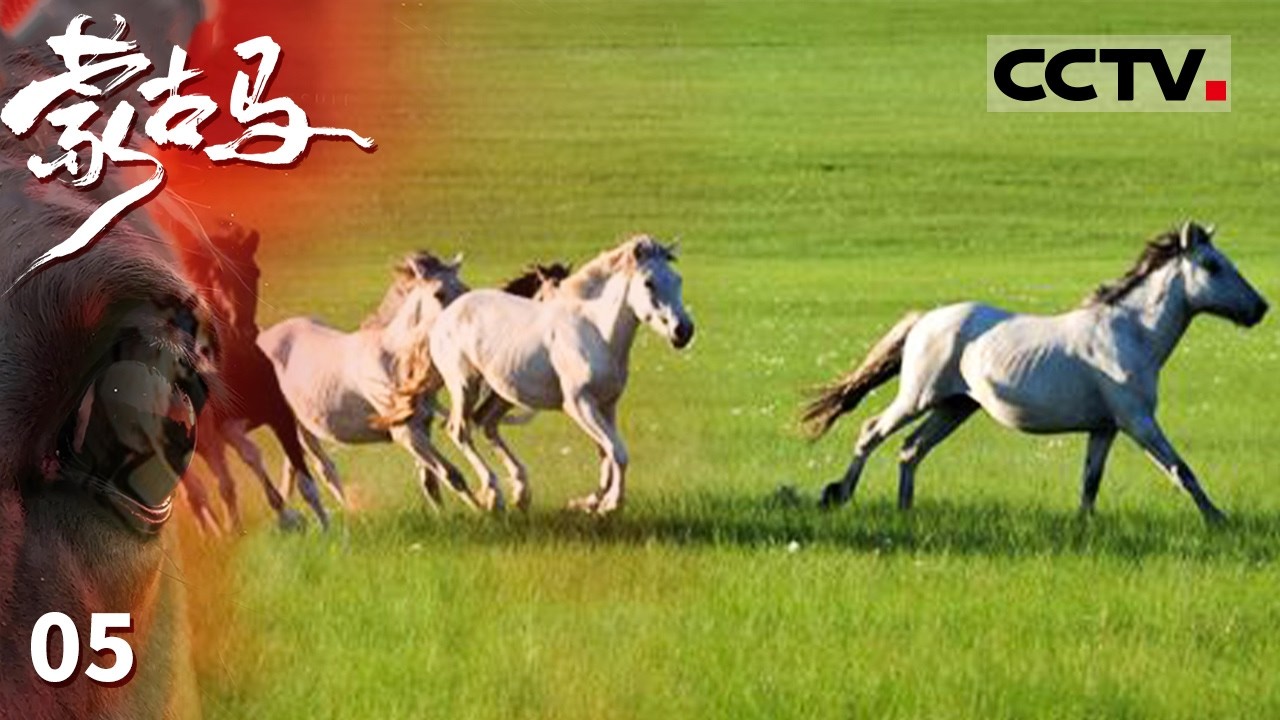 《蒙古马》05 锡林郭勒盟西乌珠穆沁旗 千马奔腾 各地摄影师汇聚 镜头锁定在马蹄翻越山脊线的瞬间【CCTV纪录】