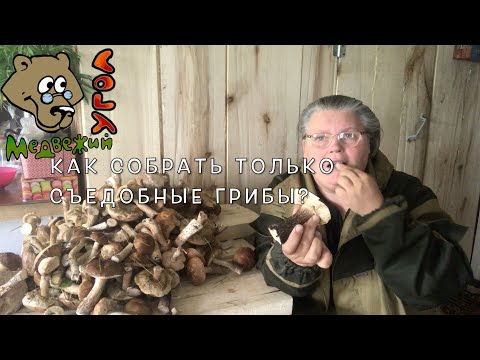 Как собрать ТОЛЬКО СЪЕДОБНЫЕ ГРИБЫ не имя опыта?