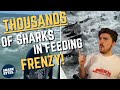 Insane shark virals