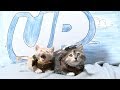 Disney Pixar's Up (Cute Kitten Version)