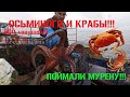 ОСЬМИНОГИ И КРАБЫ!!! ПРОВЕРЯЕМ ЛОВУШКИ!!!