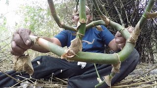 Mencari bambu petuk di alam, Dapat unik #37